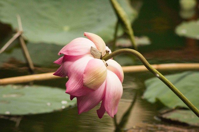 Vietnamese Water Lilies