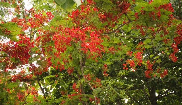 Red Flowering Tree