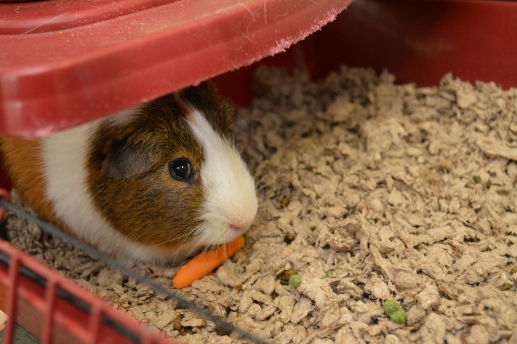 Behind the Scenes of Tendenci's Guinea Pig Ad - A Post-Shoot Reward
