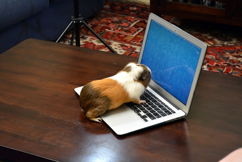 Behind the Scenes of Tendenci's Guinea Pig Ad - Carl is a Pro