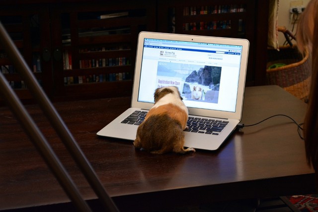 Behind the Scenes of Tendenci's Guinea Pig Ad - In Action