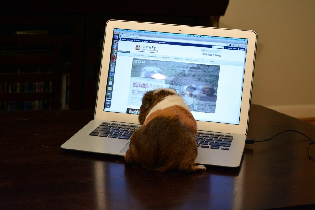 Behind the Scenes of Tendenci's Guinea Pig Ad - Adding Photos