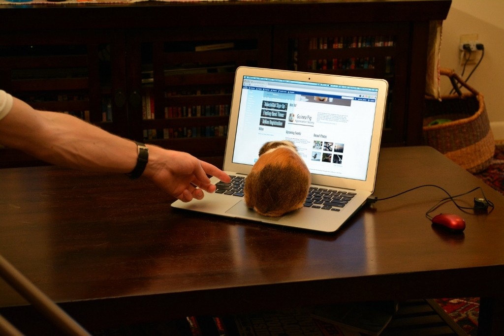 Behind the Scenes of Tendenci's Guinea Pig Ad - Typing